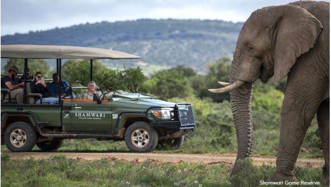 Shamwari Game Reserve game drive